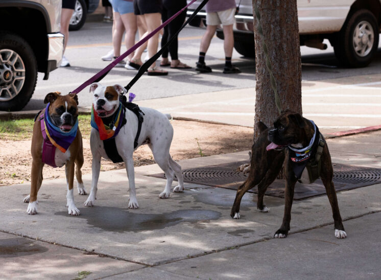 Three dogs wearing colorful bandanas stand together along the parade route.